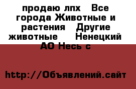 продаю лпх - Все города Животные и растения » Другие животные   . Ненецкий АО,Несь с.